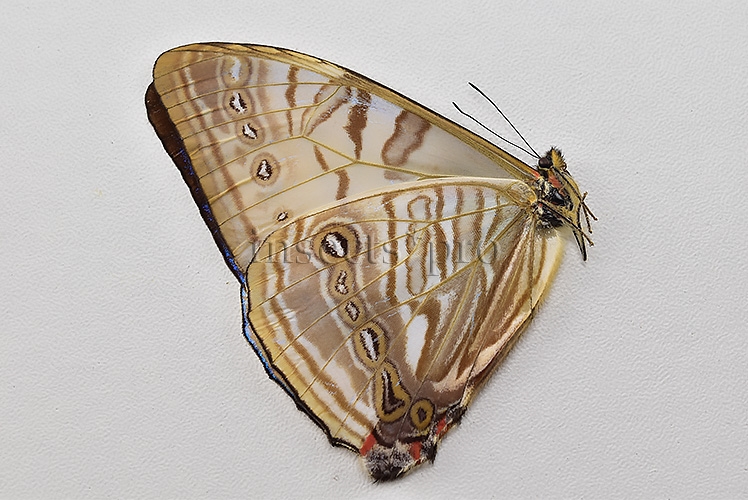 Morpho sulkowskyi selenaris A1 ♂ MOTHER-OF-PEARL - Image 2