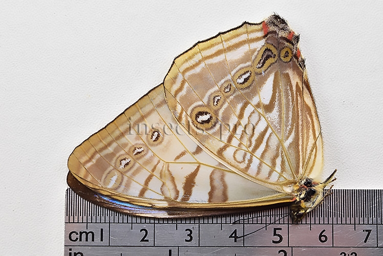 Morpho sulkowskyi selenaris A1 ♂ MOTHER-OF-PEARL - Image 3