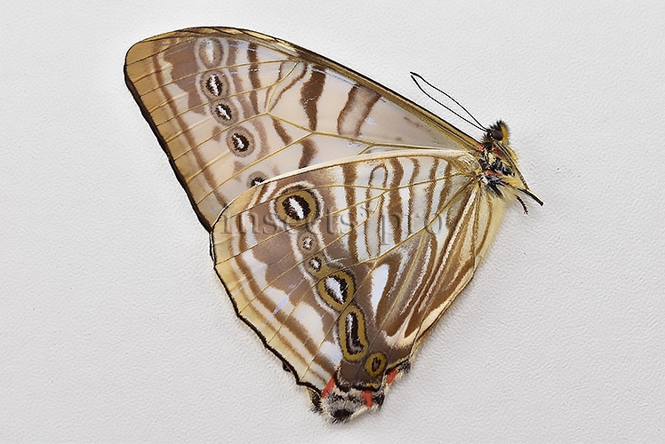 Morpho sulkowskyi selenaris A1 ♂ MOTHER-OF-PEARL - Image 2