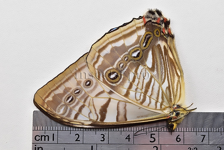 Morpho sulkowskyi selenaris A1 ♂ MOTHER-OF-PEARL - Image 3