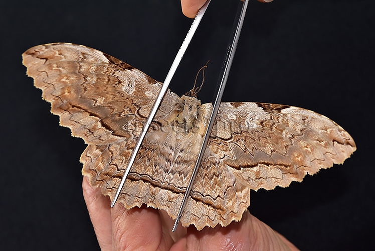 Thysania zenobia ♀ RARE MOTH - Image 6