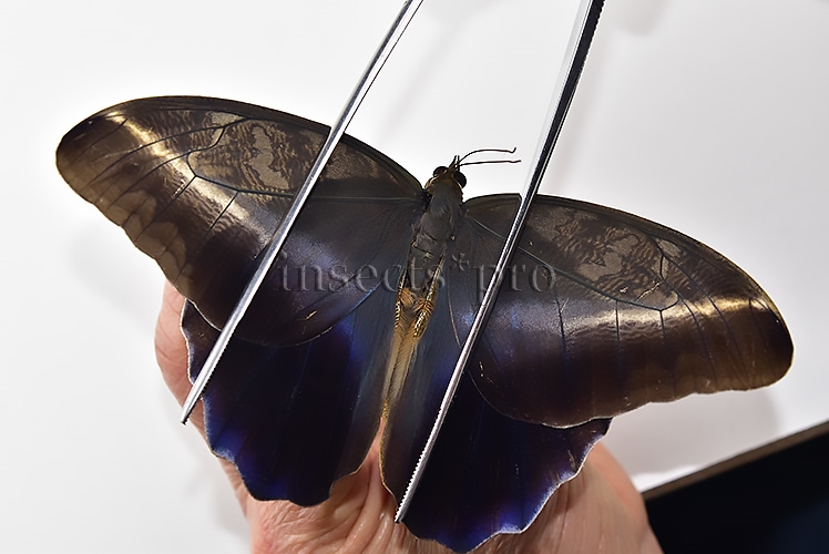 Caligo idomeneus idomenides A1 ♂ - Image 6