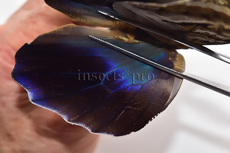 Caligo idomeneus idomenides A1 ♂ - Image 4