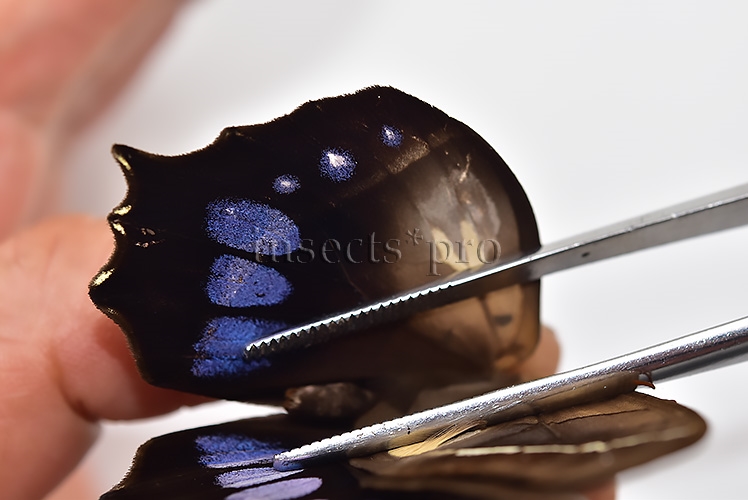 Antirrhea philaretes avernus ♂ - Image 6