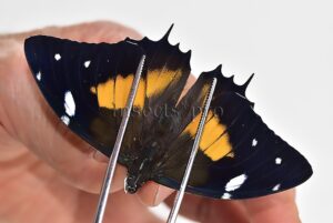 Baeotus baeotus A1 ♂