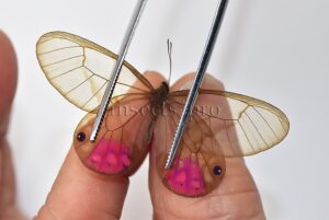 Cithaerias pyritosa A1 ♂