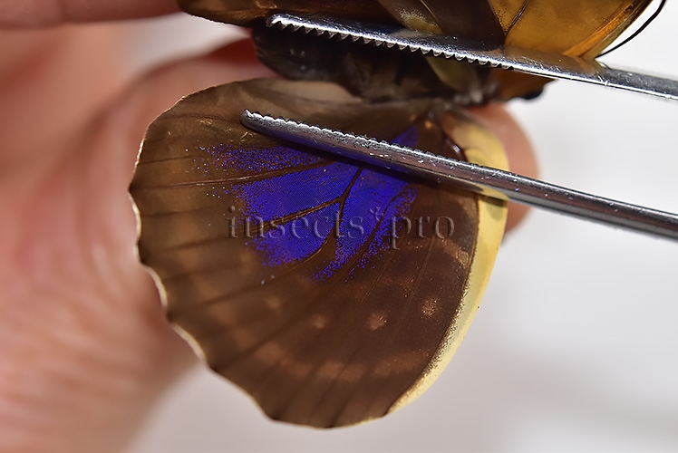 Agrias phalcidon fournierae f. pseudonigrans ♀ RARE - Image 4