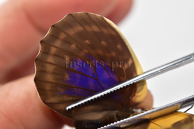 Agrias phalcidon fournierae f. pseudonigrans ♀ RARE - Image 5