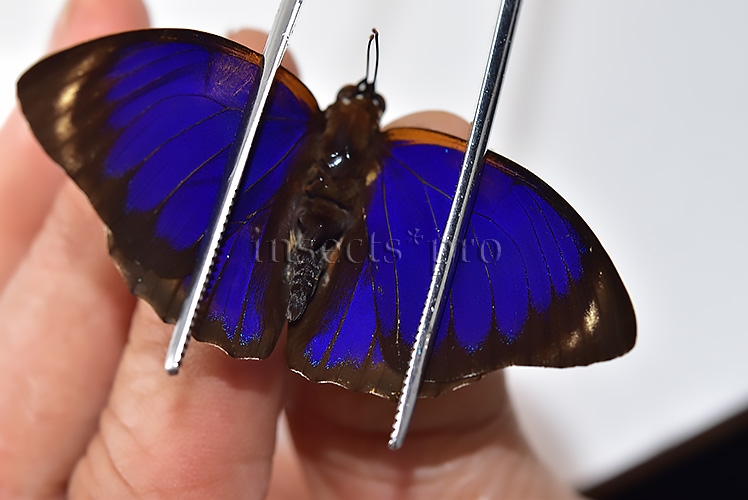 Agrias phalcidon fournierae f. mariettae ♂ RARE - Image 6