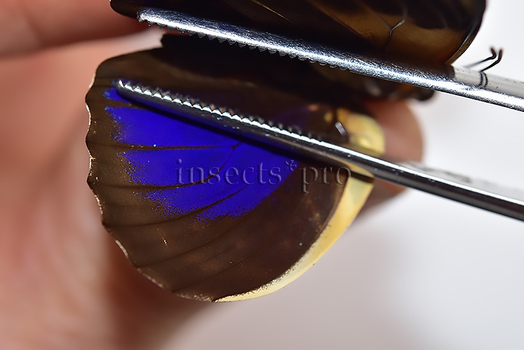 Agrias phalcidon fournierae f. mariettae ♂ RARE - Image 4