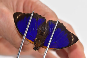 Agrias phalcidon fournierae f. mariettae ♂ RARE