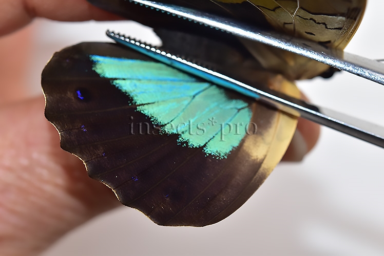 Prepona omphale A1 ♀ - Image 4