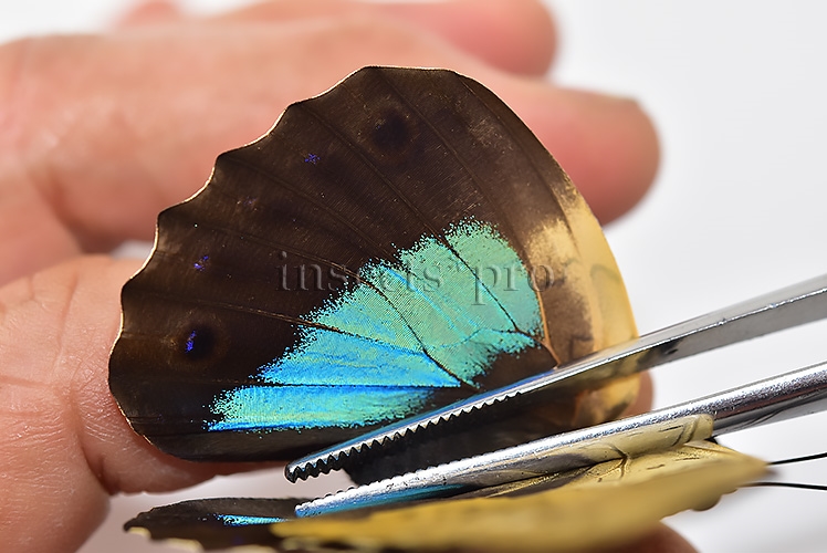 Prepona omphale A1 ♀ - Image 5