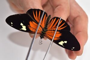 Heliconius burneyi jamesi A1 ♂ TYPICAL FORM