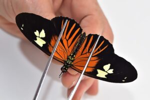Heliconius burneyi jamesi A1 ♂ FORM