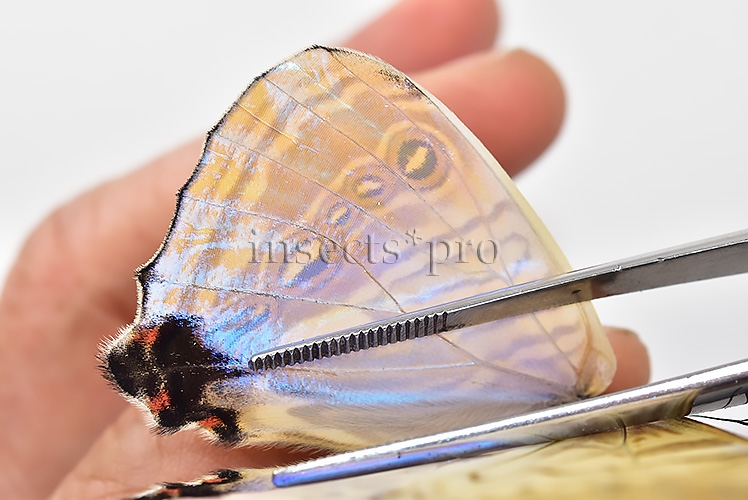Morpho sulkowskyi selenaris ♂ MOTHER-OF-PEARL - Image 4