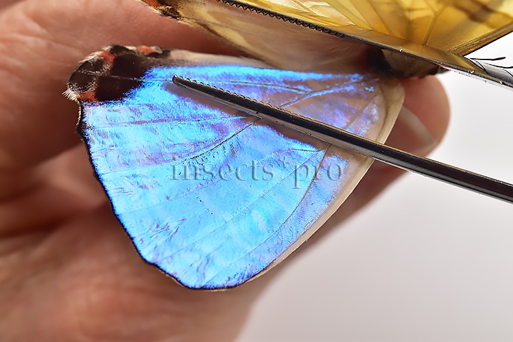 Morpho sulkowskyi selenaris A1 ♂ MOTHER-OF-PEARL - Image 4