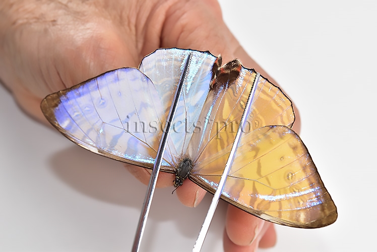 Morpho sulkowskyi selenaris A1 ♂ MOTHER-OF-PEARL - Image 6
