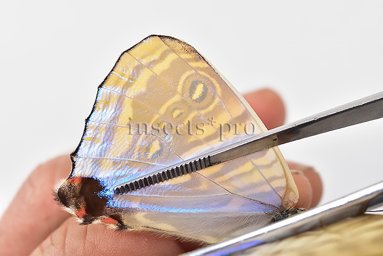 Morpho sulkowskyi selenaris A1 ♂ MOTHER-OF-PEARL - Image 4