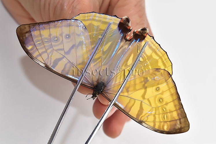 Morpho sulkowskyi selenaris A1 ♂ MOTHER-OF-PEARL - Image 5