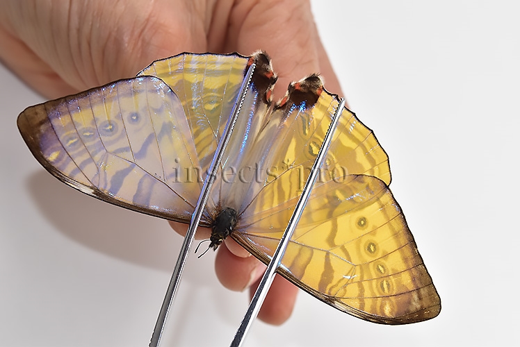 Morpho sulkowskyi selenaris A1 ♂ MOTHER-OF-PEARL - Image 6