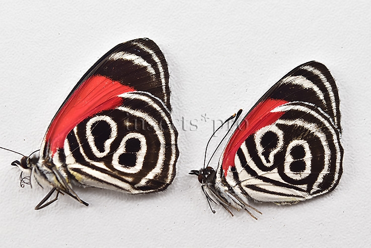 Diaethria sp. A1 ♂ ABERRATION* MELANIC ABERRANTS SET of 2 sp. - Image 2