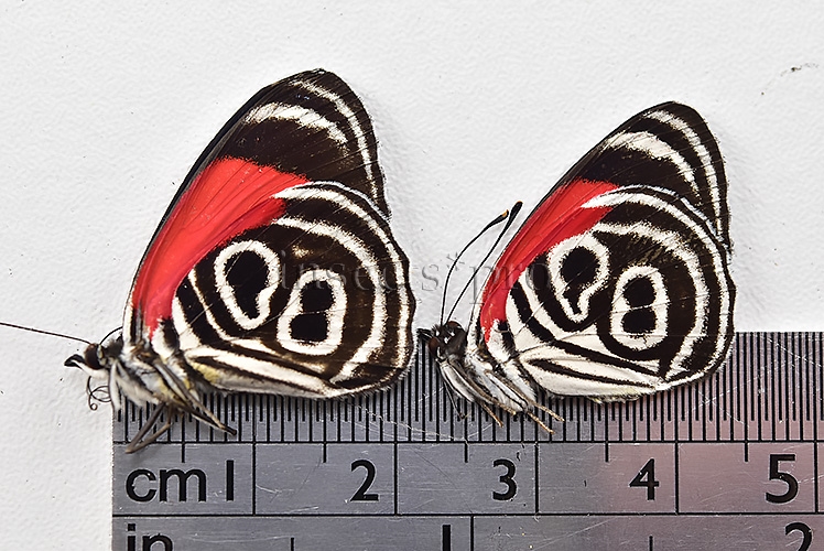 Diaethria sp. A1 ♂ ABERRATION* MELANIC ABERRANTS SET of 2 sp. - Image 3