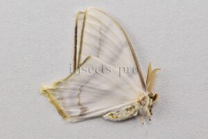 Therinia sp. A1 ♂ RARE