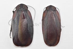 Blattodea spp. A1  HIGH ALTITUDE SPECIES SET of 2 sp.