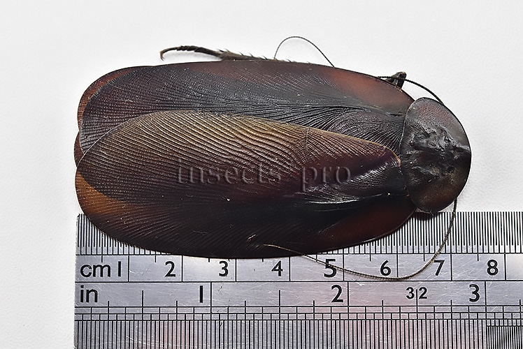Blattodea spp. A1 HIGH ALTITUDE SPECIES SET of 2 sp. - Image 2