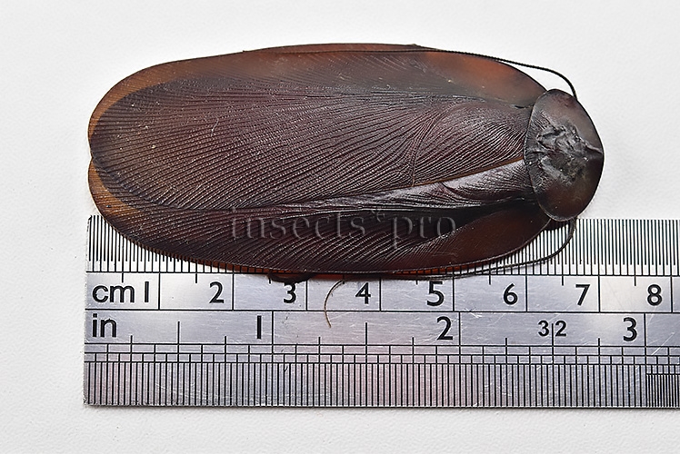 Blattodea spp. A1 HIGH ALTITUDE SPECIES SET of 2 sp. - Image 3