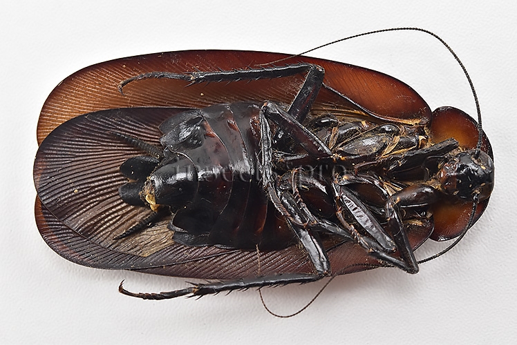 Blattodea spp. A1 HIGH ALTITUDE SPECIES SET of 2 sp. - Image 4