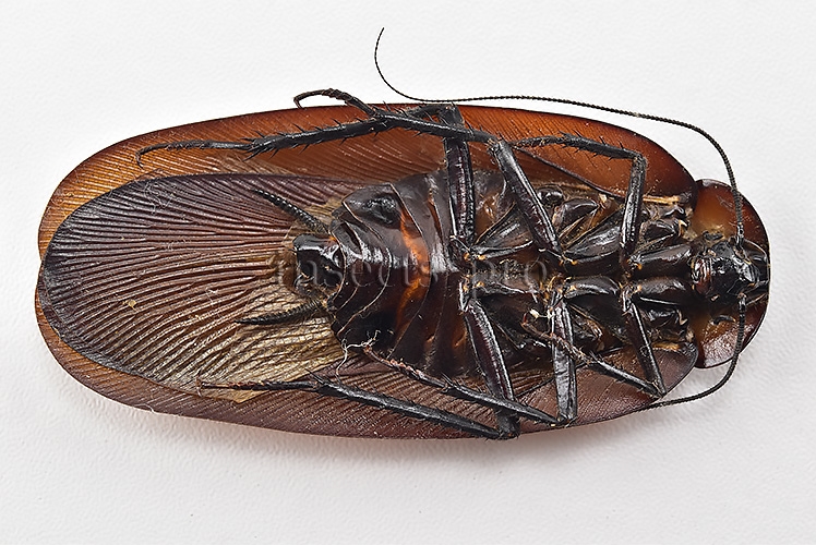 Blattodea spp. A1 HIGH ALTITUDE SPECIES SET of 2 sp. - Image 5