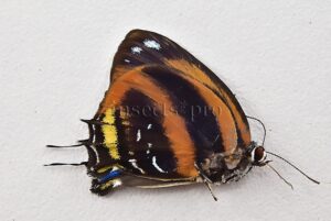 Bistonina bactriana A1 ♂ RARE LYCAENIDAE