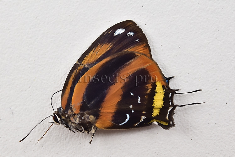 Bistonina bactriana A1 ♂ RARE LYCAENIDAE - Image 2