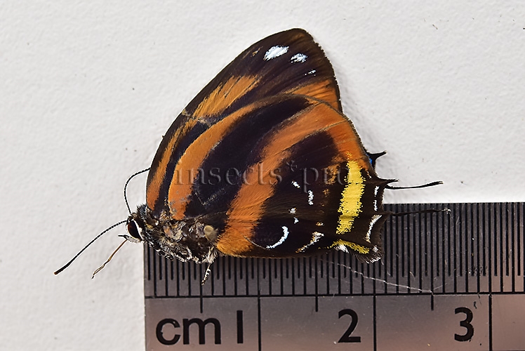 Bistonina bactriana A1 ♂ RARE LYCAENIDAE - Image 3