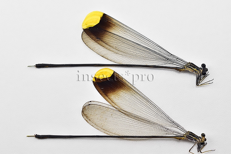 Microstigma rotundatum A1 GOLDEN HELICOPTER DAMSELFLY SET of 2 sp.