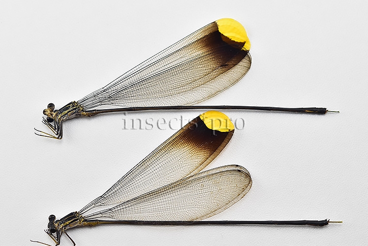 Microstigma rotundatum A1 GOLDEN HELICOPTER DAMSELFLY SET of 2 sp. - Image 2