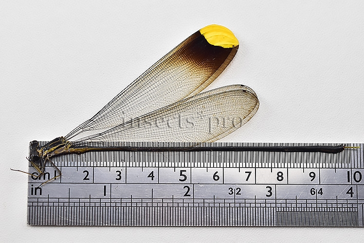 Microstigma rotundatum A1 GOLDEN HELICOPTER DAMSELFLY SET of 2 sp. - Image 3
