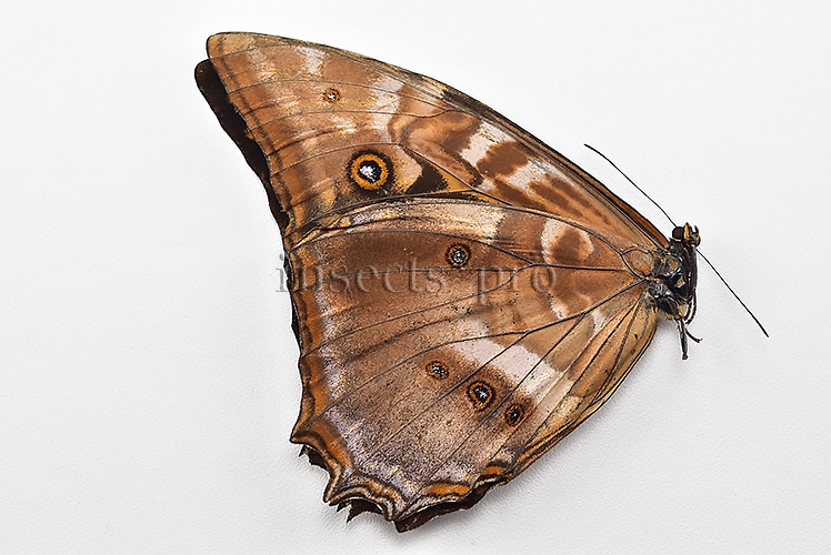 Morpho amphitryon cinereus ♂ GOOD PRICE - Image 2
