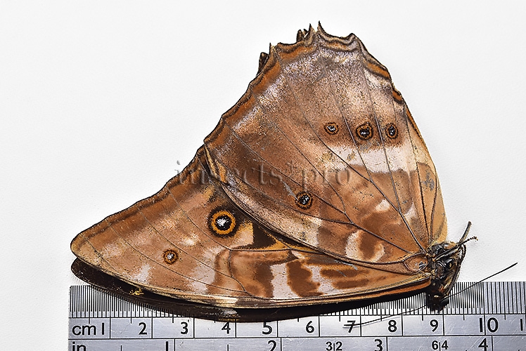 Morpho amphitryon cinereus ♂ GOOD PRICE - Image 3