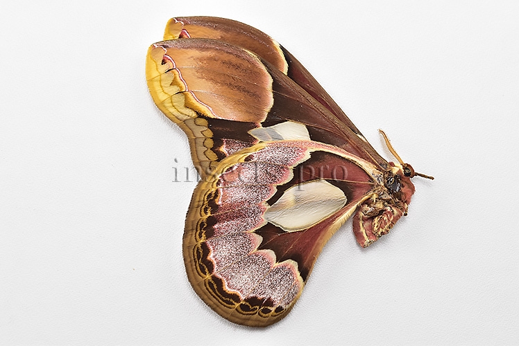 Rothschildia erycina erycina A1 ♀ - Image 2