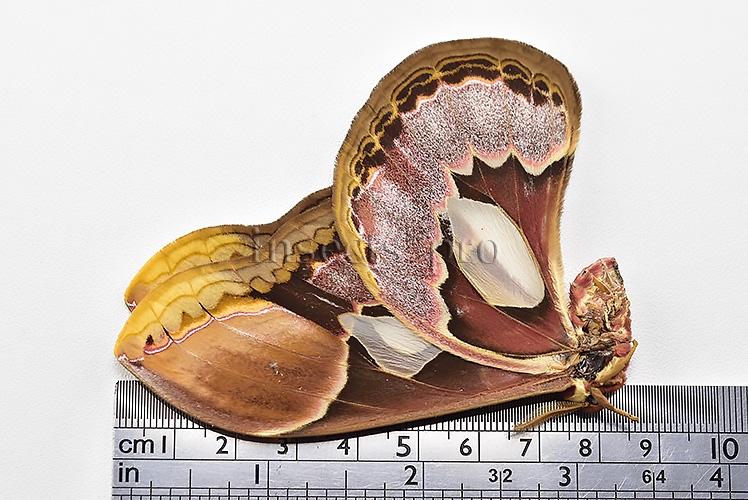 Rothschildia erycina erycina A1 ♀ - Image 3