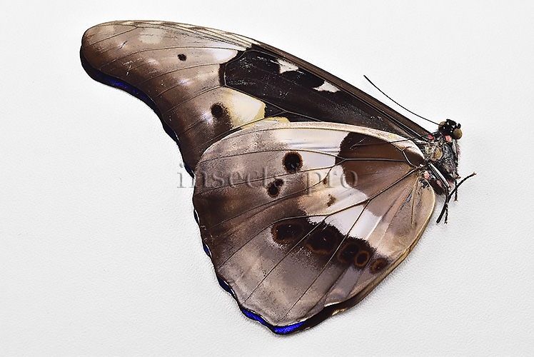 Morpho rhetenor helena ♂ GOOD PRICE - Image 2