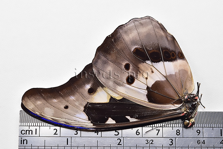 Morpho rhetenor helena ♂ GOOD PRICE - Image 3