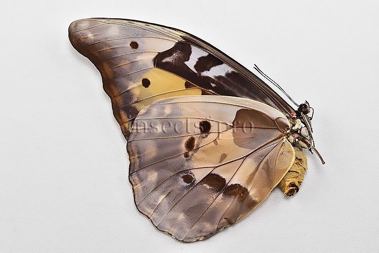 Morpho rhetenor helena A1 ♀ - Image 2