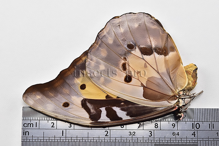 Morpho rhetenor helena A1 ♀ - Image 3