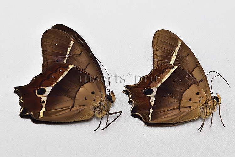 Antirrhea philaretes avernus ♂ SET of 2 sp.