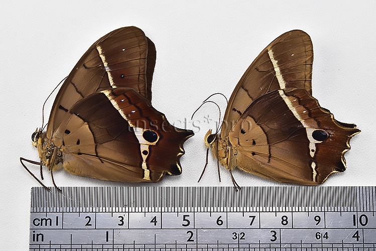 Antirrhea philaretes avernus ♂ SET of 2 sp. - Image 2