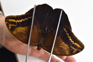 Caligopsis sp. ♀ RARE FEMALE